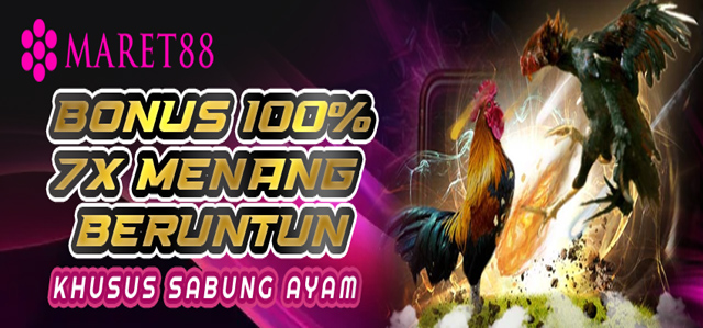 PROMO 100% SABUNG AYAM